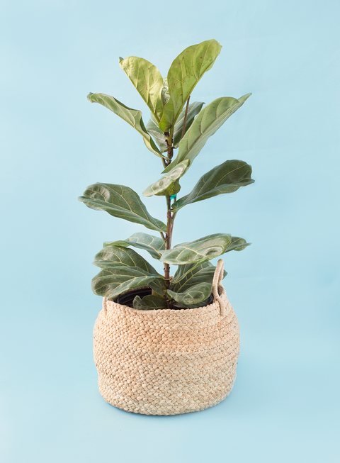 small woven plant basket Small Braided Raffia Basket Natural